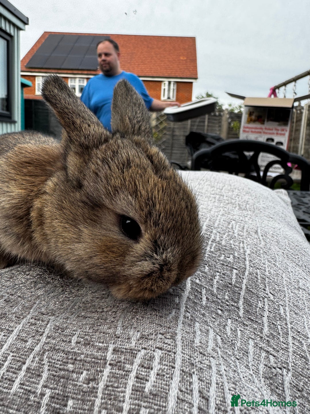 Mini Lop rabbits for sale: Mini Lop Babies ready to reserve - Image 26