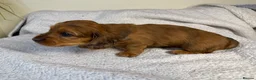 Miniature Dachshund dogs for sale: Long Haired Miniature Dachshund  - Advert 8