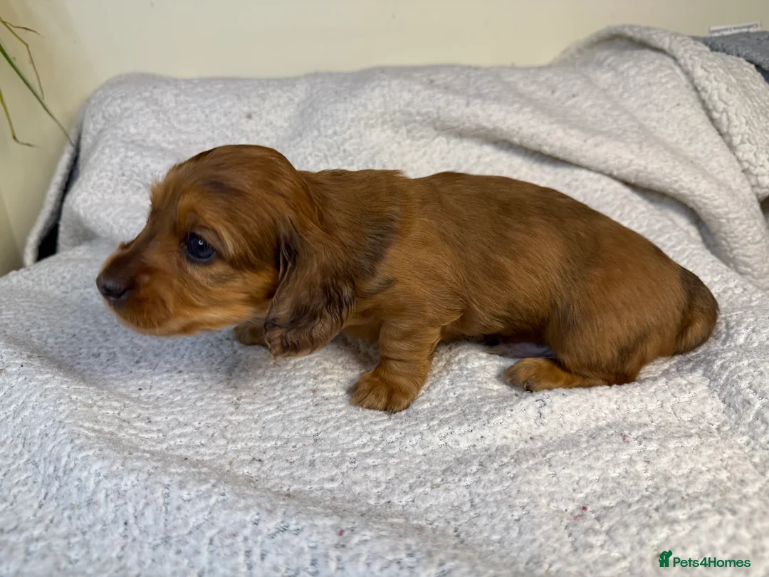 Miniature Dachshund dogs for sale: Long Haired Miniature Dachshund  - Advert 8