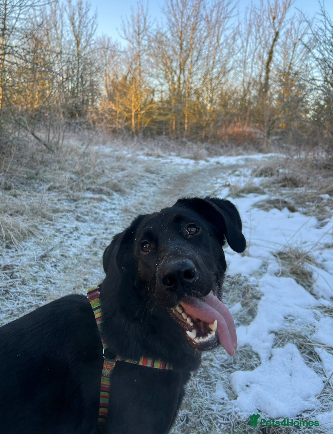 Mixed Breed dogs for sale: Mabel the Sheprador - Advert 3