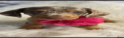 Dachshund dogs for sale: Beautiful Dachshund pups - Advert 12
