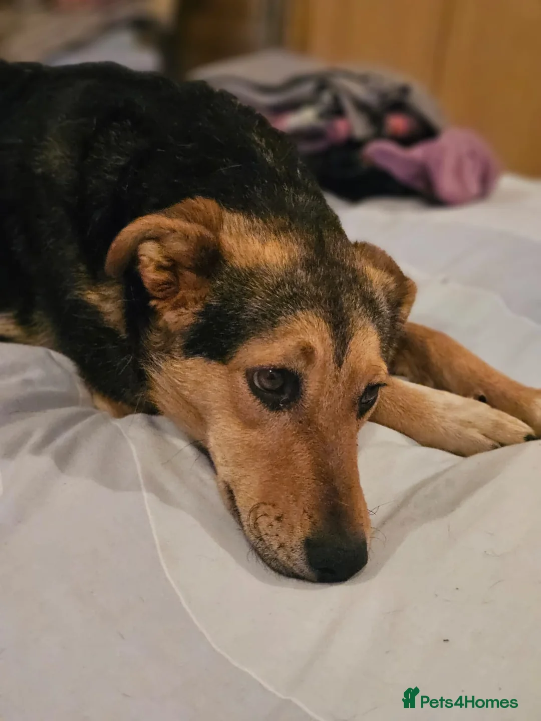 Mixed Breed dogs for adoption: 🐾 Meet Larisa - a gentle girl for a Loving Home💛 - Advert 36