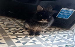 Mini Lion Lop rabbits for sale: Boy rabbit - Advert 1