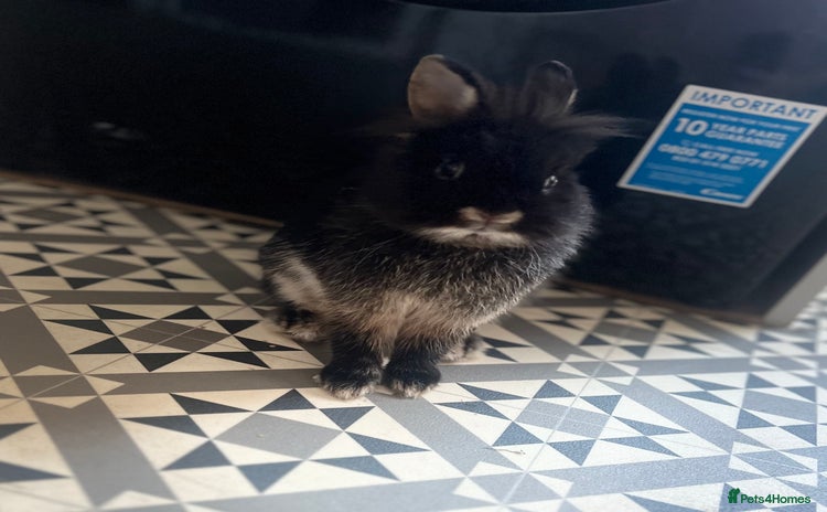 Mini Lion Lop rabbits Boy rabbit - Advert 2