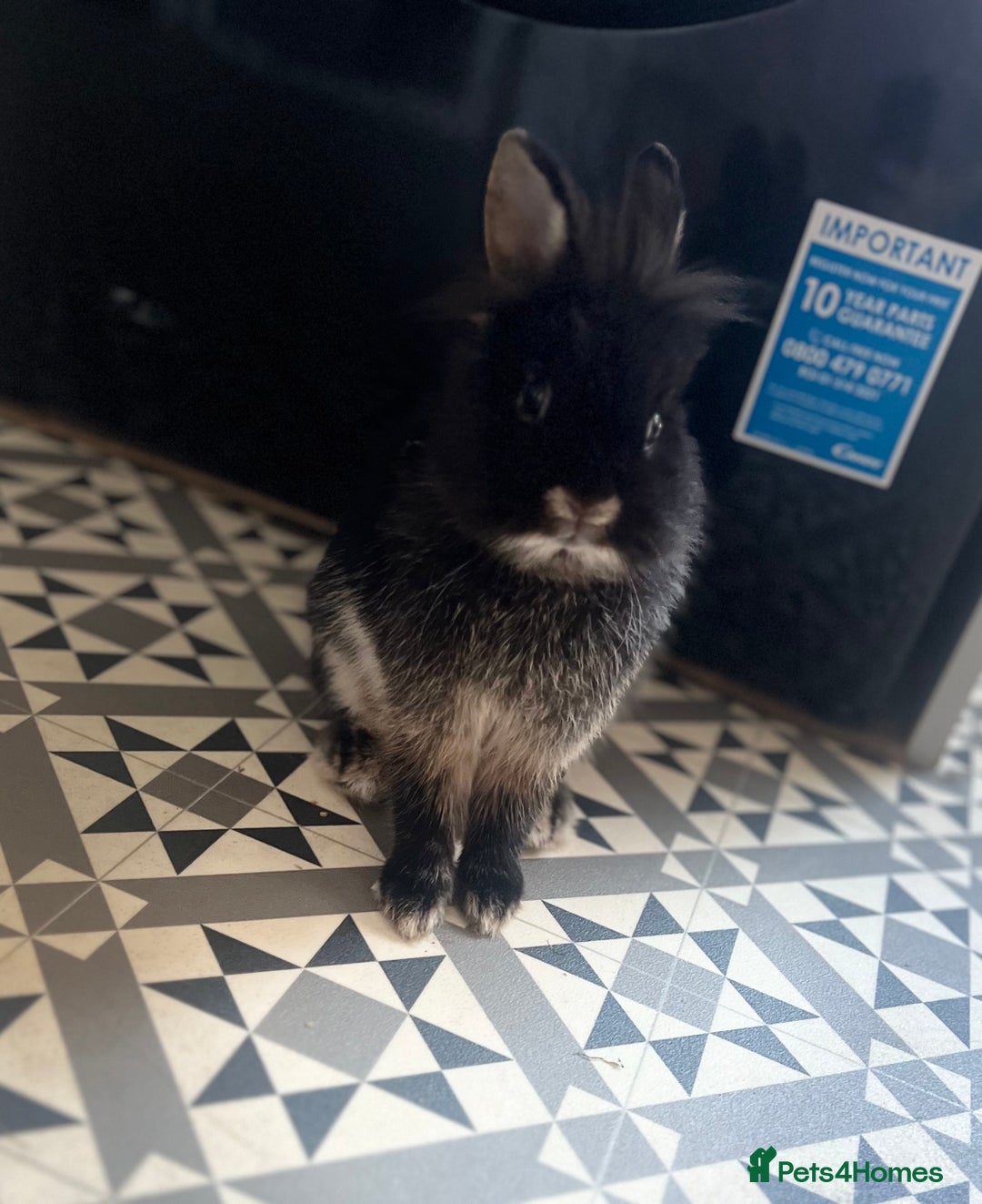 Mini Lion Lop rabbits for sale: Boy rabbit - Advert 1