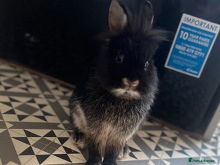 Mini Lion Lop rabbits for sale: Boy rabbit - Advert 1