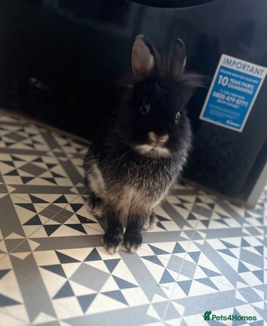 Mini Lion Lop rabbits Boy rabbit - Advert 1