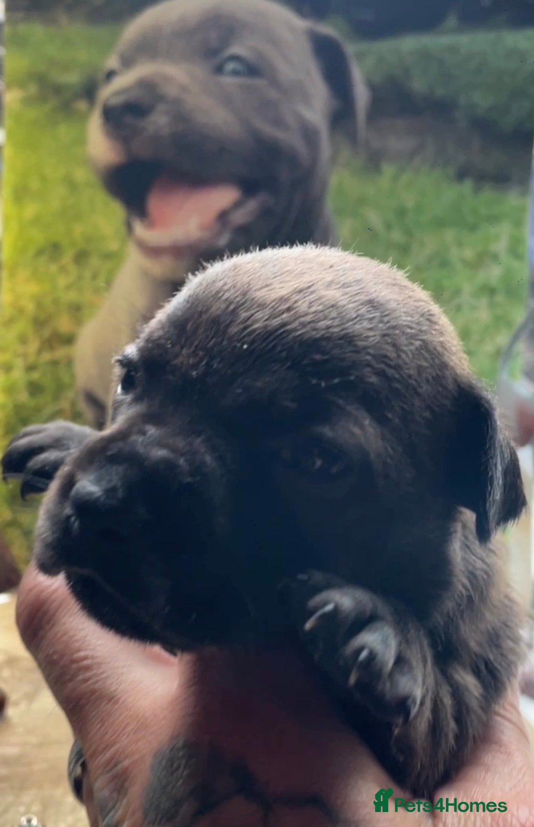 Staffordshire Bull Terrier dogs Black Eye SBTs this season litter 3 boys 3 girls  - Advert 2