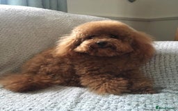 Cavapoo dogs for sale: Cavapoo Pups  - Image 8