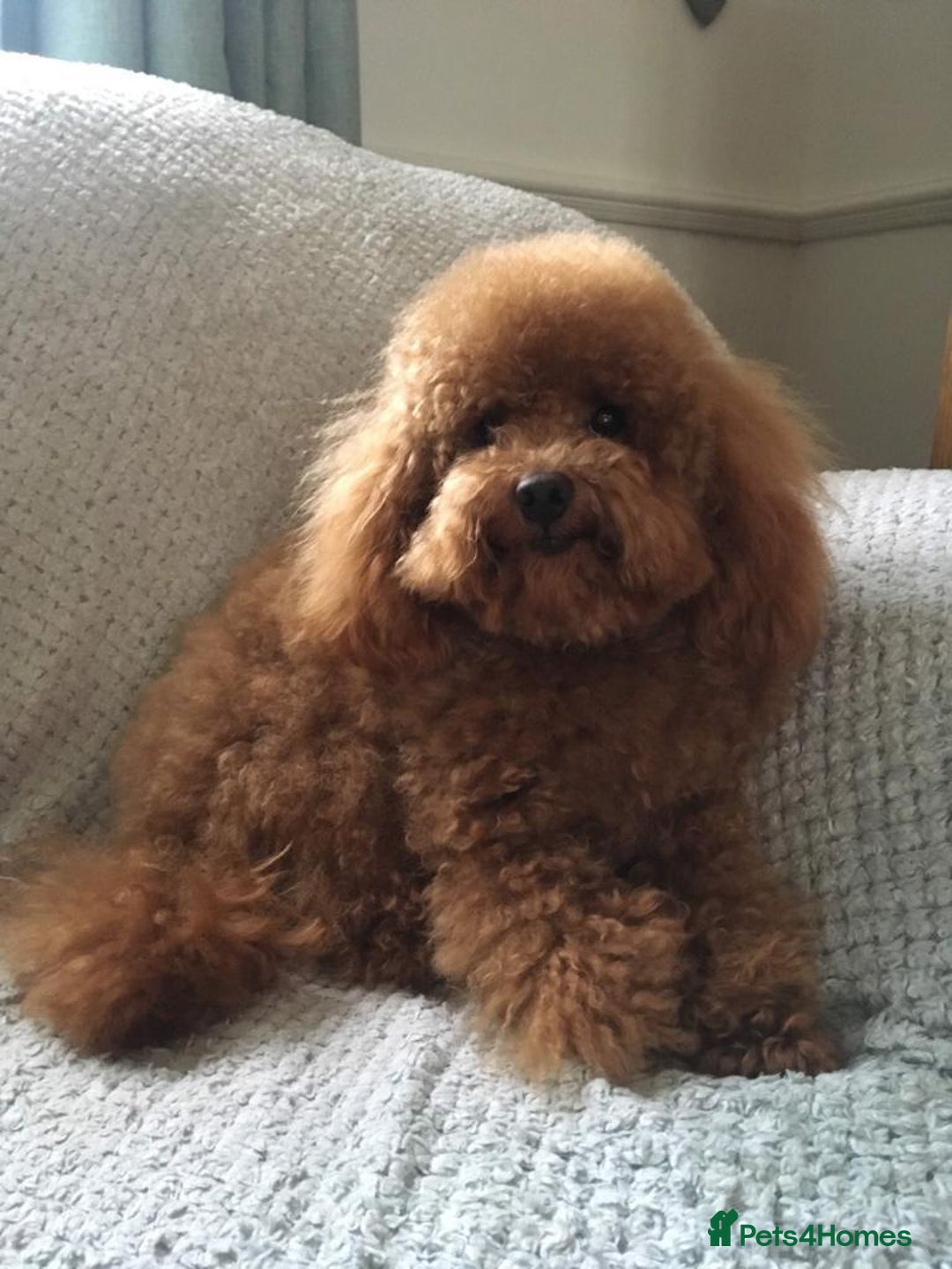 Cavapoo dogs for sale: Cavapoo Pups  - Image 8
