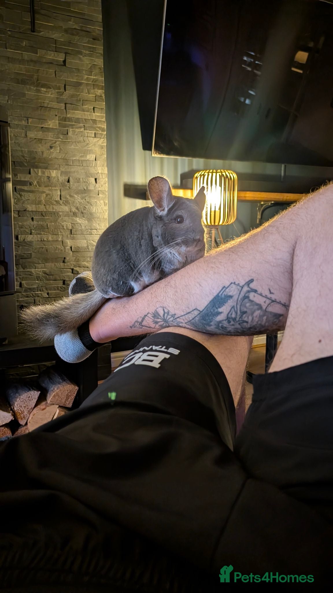 Chinchilla rodents Silver Male Chinchilla Rambo + Full Setup - Advert 1