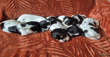 Cocker Spaniel dogs - Advert 9
