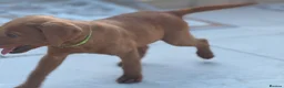 Labrador Retriever dogs for sale: Mahogany fox red Labrador  - Advert 13