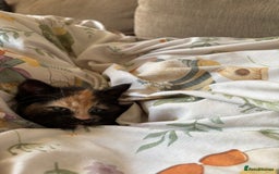 Mixed Breed cats for sale: Beautiful mixed coloured girly available 🌸 - Image 2
