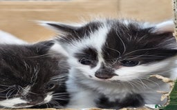 Domestic Shorthair cats for sale: mother cat and 4 kittens all together - Image 8