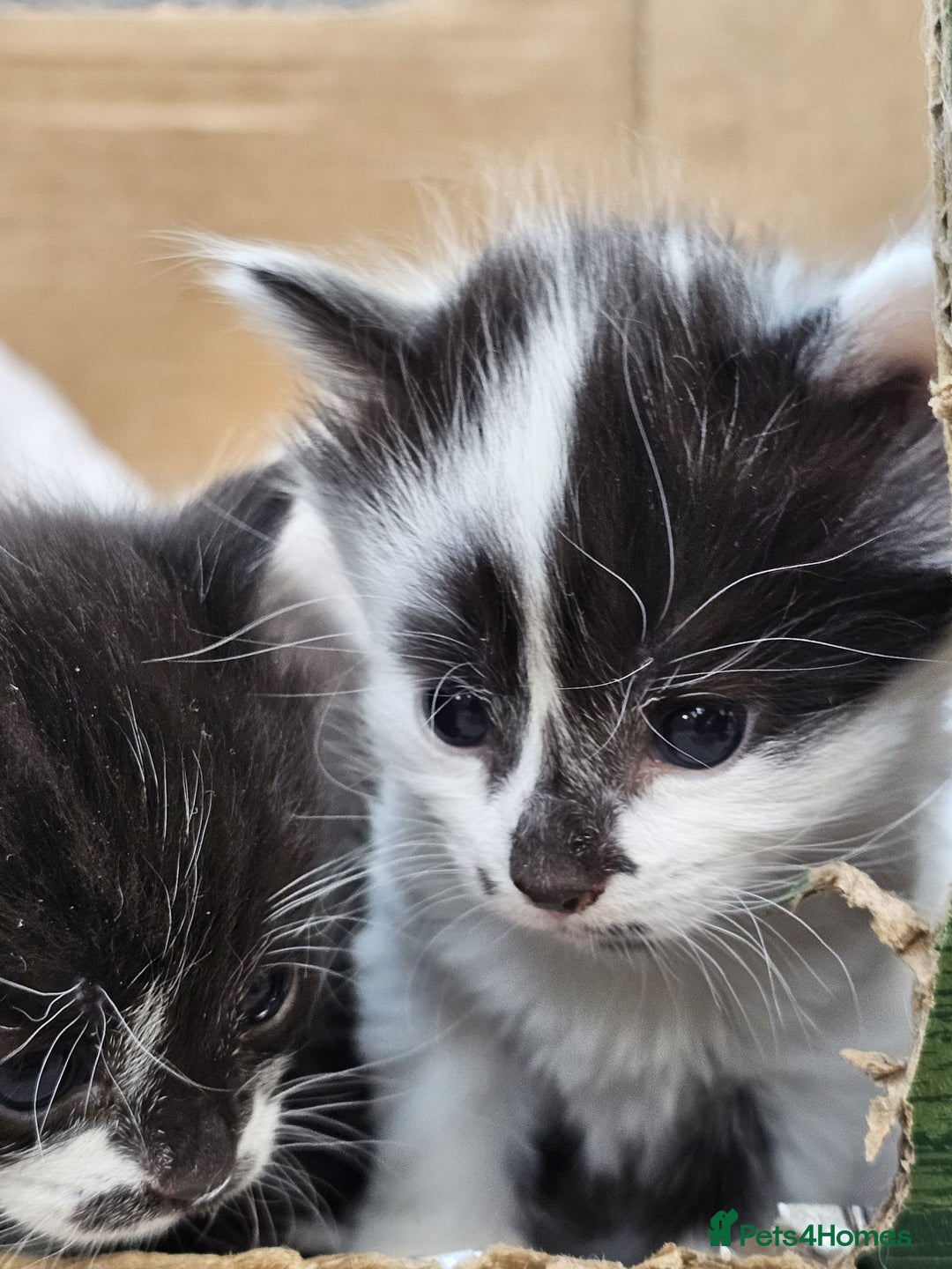 Domestic Shorthair cats for sale: mother cat and 4 kittens all together - Image 8