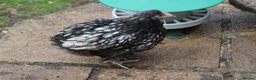 Chickens poultry for sale: 🐥 CHICKS & YOUNG CHICKENS AVAILABLE 🐔 - Advert 8