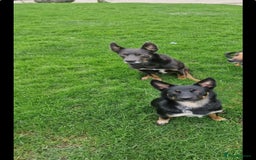 Australian Kelpie dogs for sale: Red kelpie puppy  - Image 7