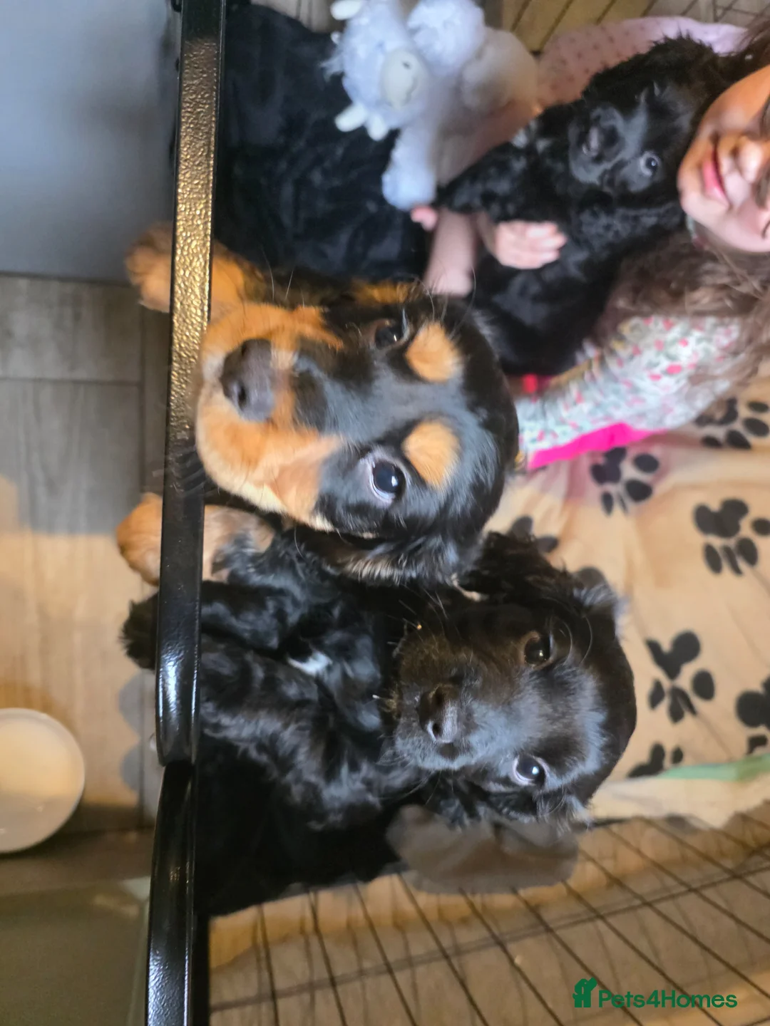 Cocker Spaniel dogs for sale: 3 show cocker spaniel boys for sale - Advert 1