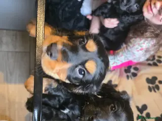 Cocker Spaniel dogs 3 show cocker spaniel boys for sale - Advert 11