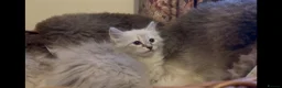 Siberian cats for sale: Lovely Siberian Girl 🤗 - Advert 4