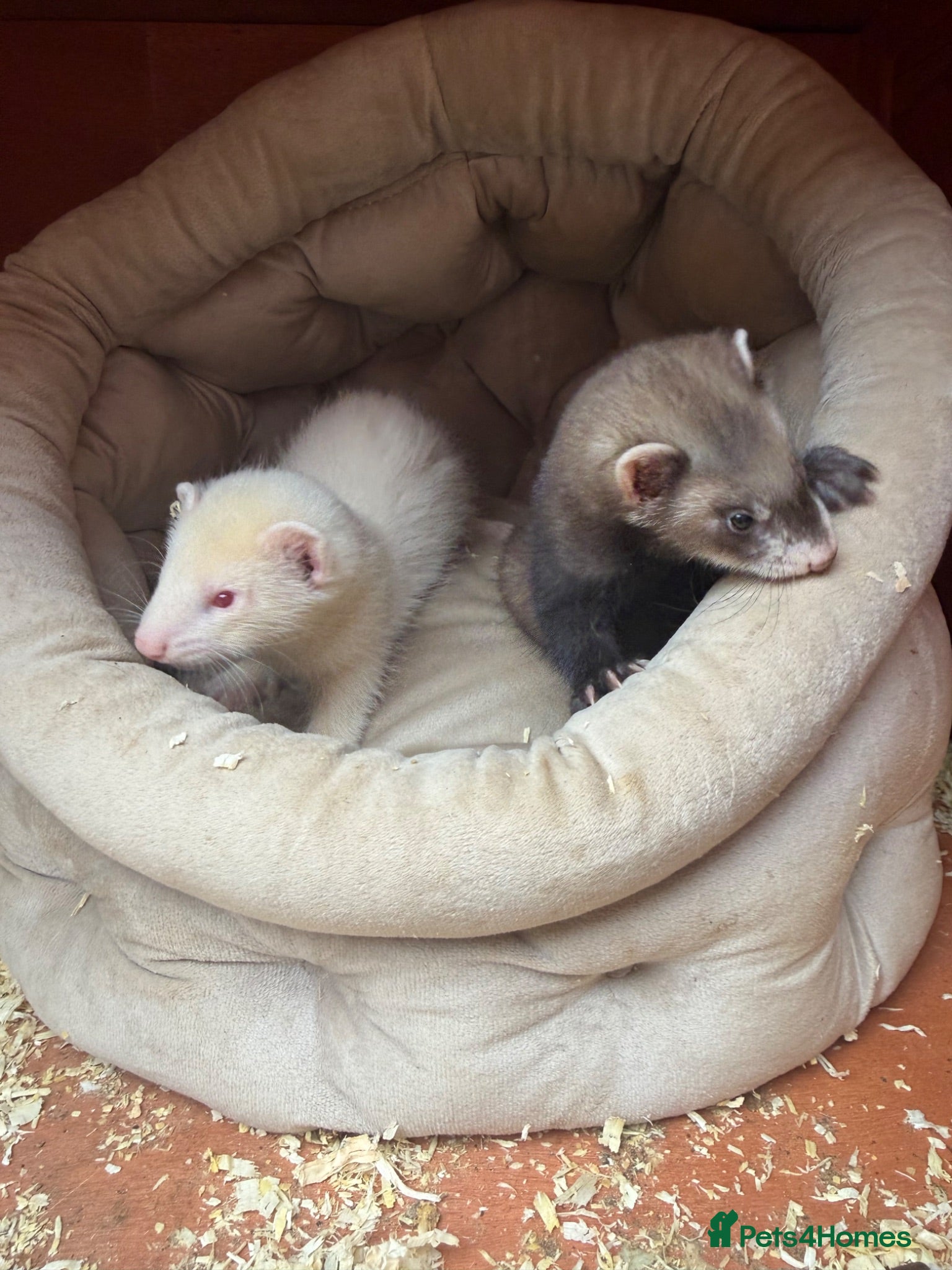 Ferret rodents 9 Gorgeous Ferret Kits - only 2 left  - Advert 1