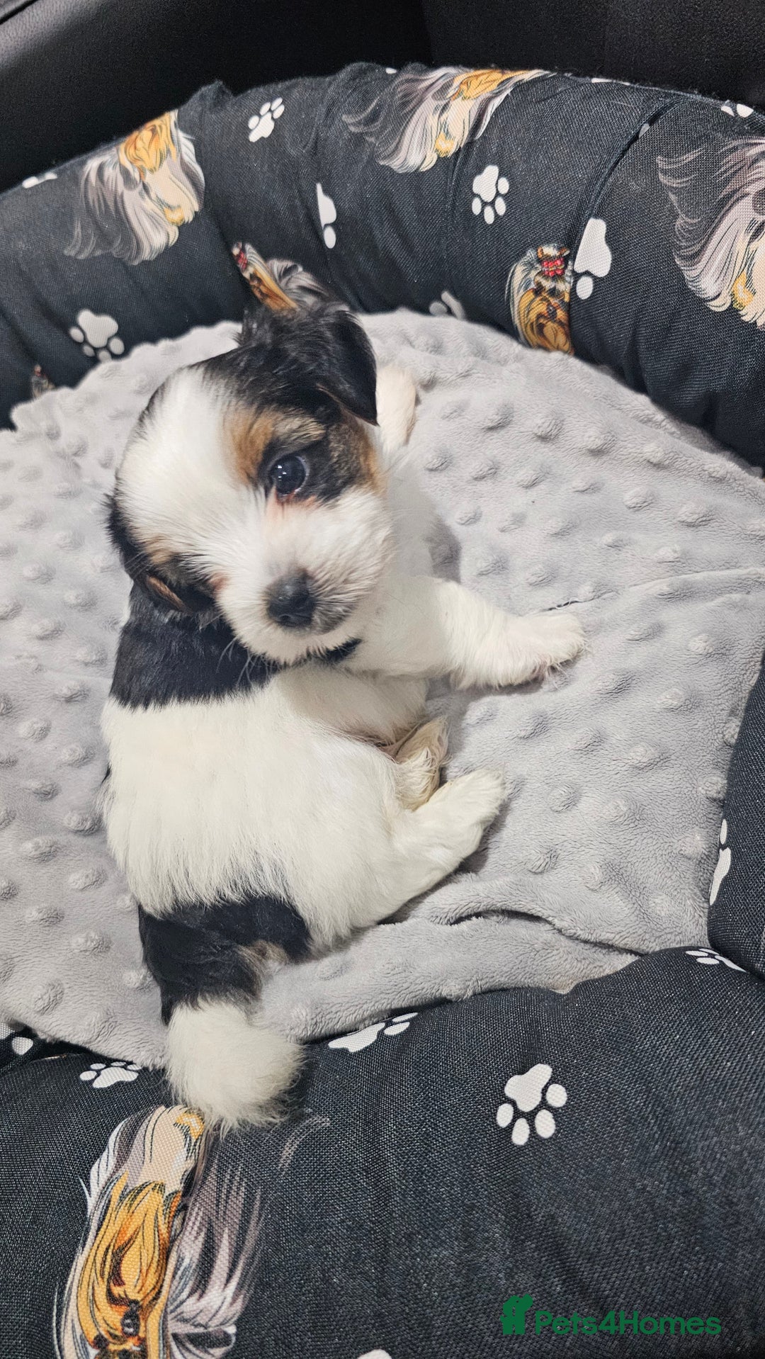 Yorkshire Terrier dogs for sale: 3 boys biewer yorkshire terrier with IHR Pedigree - Advert 2