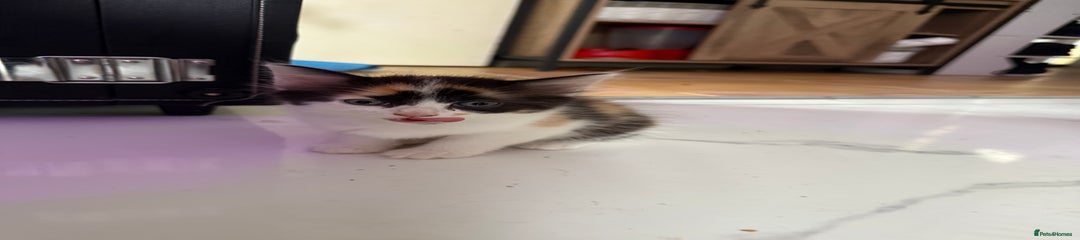 Mixed Breed Kitten 4