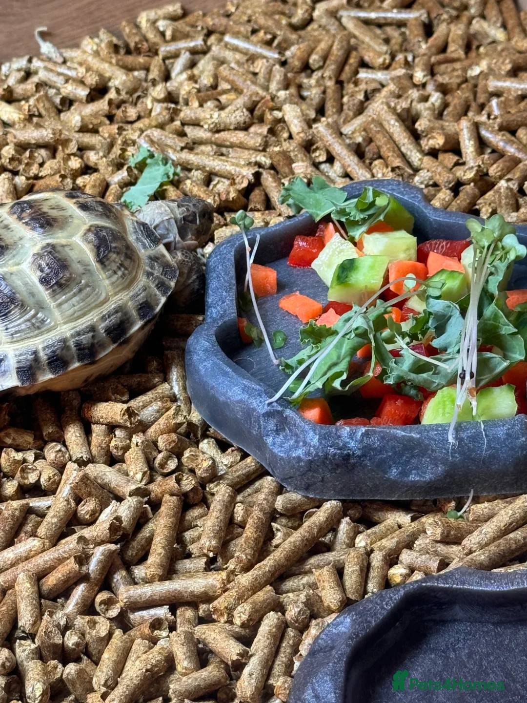 Tortoise reptiles for sale: (Harold) Horsfield turtle in Sandy - Advert 7