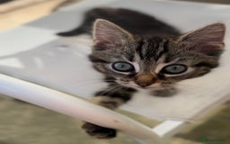 Siamese cats for sale: Siamese x kittens ***ready now ***reduced  - Image 6