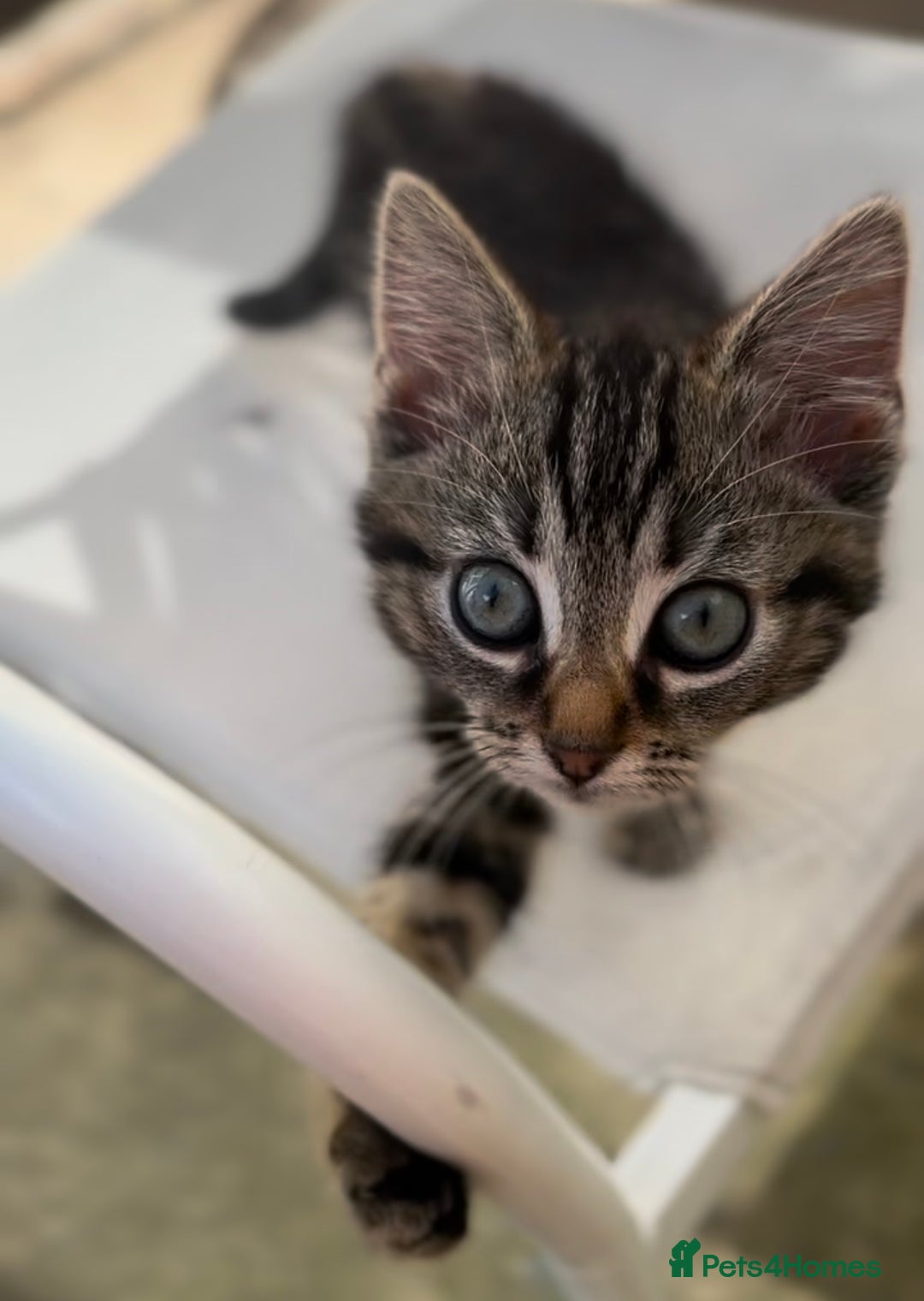Siamese cats for sale: Siamese x kittens ***ready now ***reduced  - Image 6