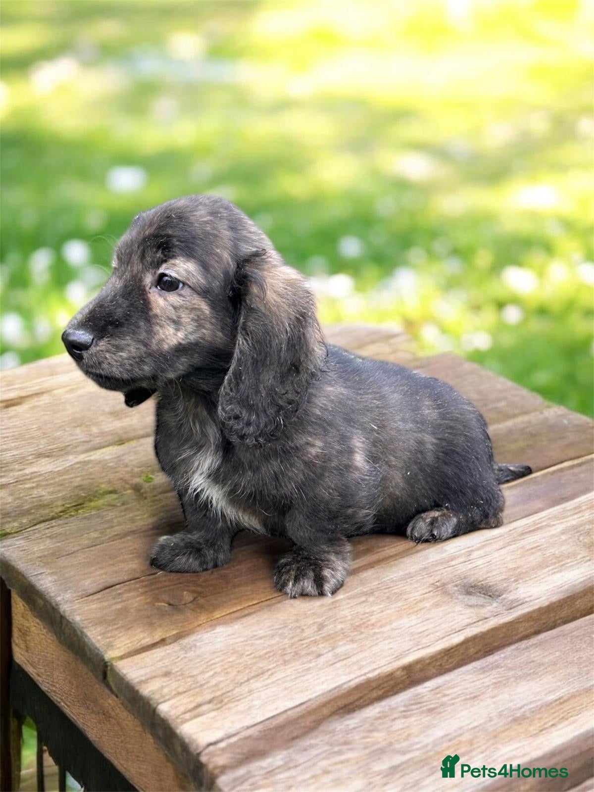 Miniature Dachshund dogs Miniature long haired brindle male - Advert 16