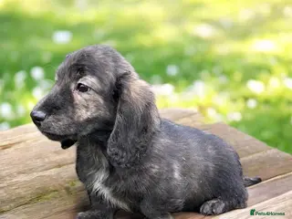 Miniature Dachshund dogs Miniature long haired brindle male - Advert 16