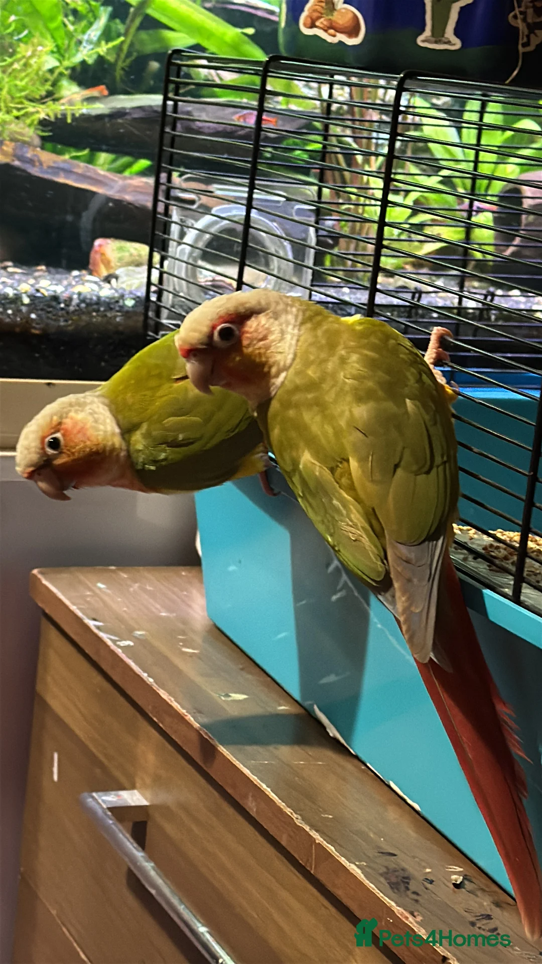 Conures birds for sale: Pair Pineapple Conure  in Southampton - Advert 3
