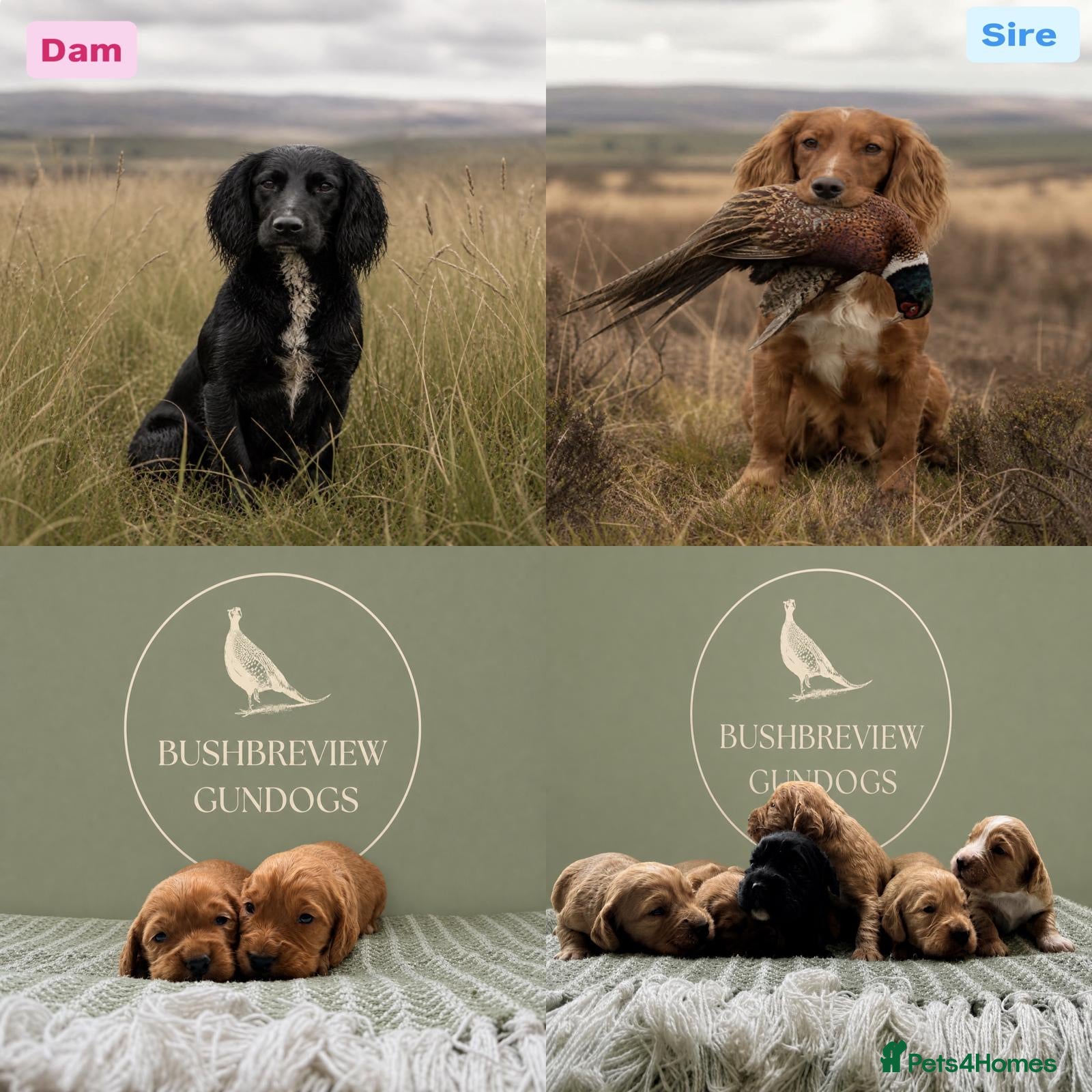 Cocker Spaniel dogs KCReg fully health tested working cocker puppies - Advert 2