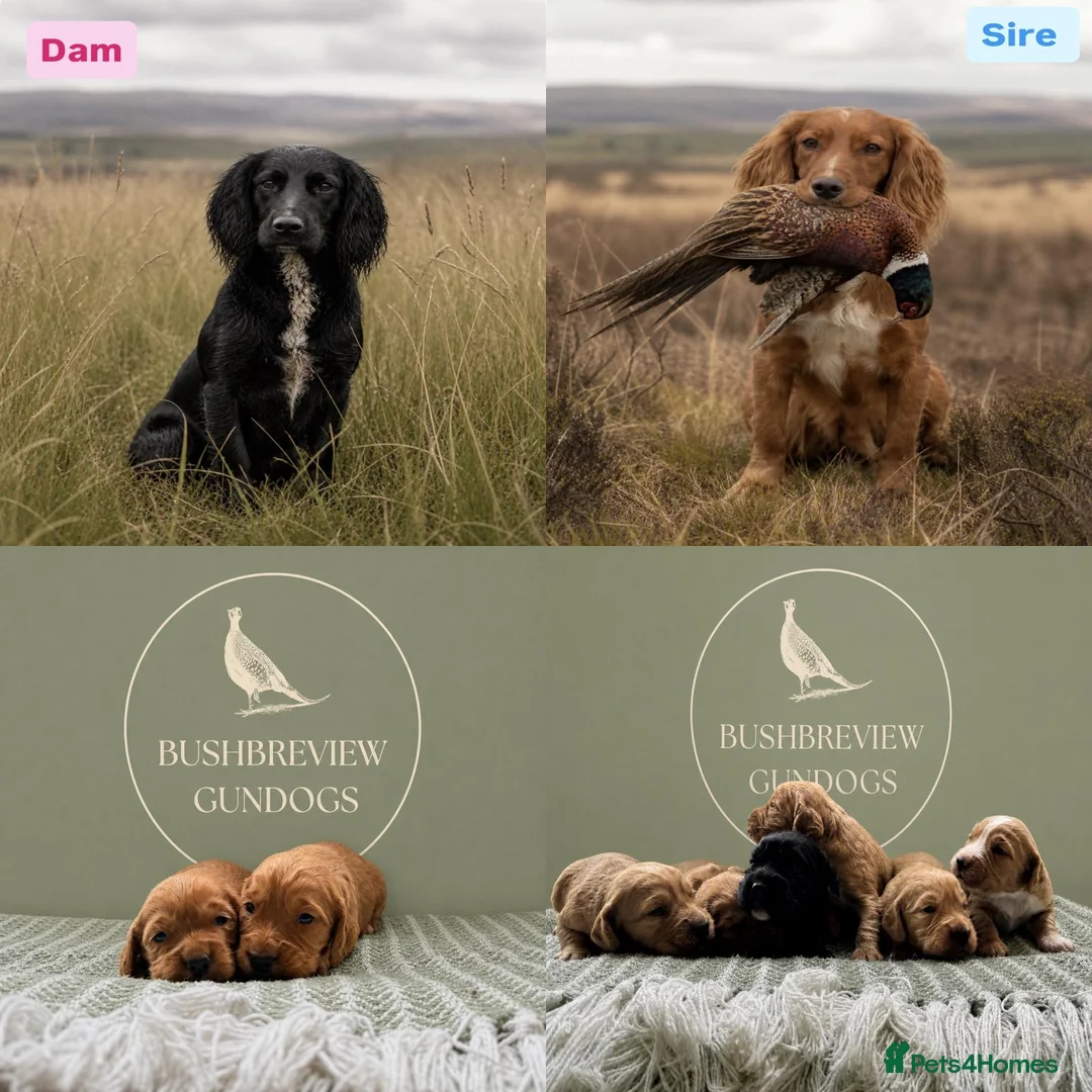 Cocker Spaniel dogs for sale: KCReg fully health tested working cocker puppies - Advert 1