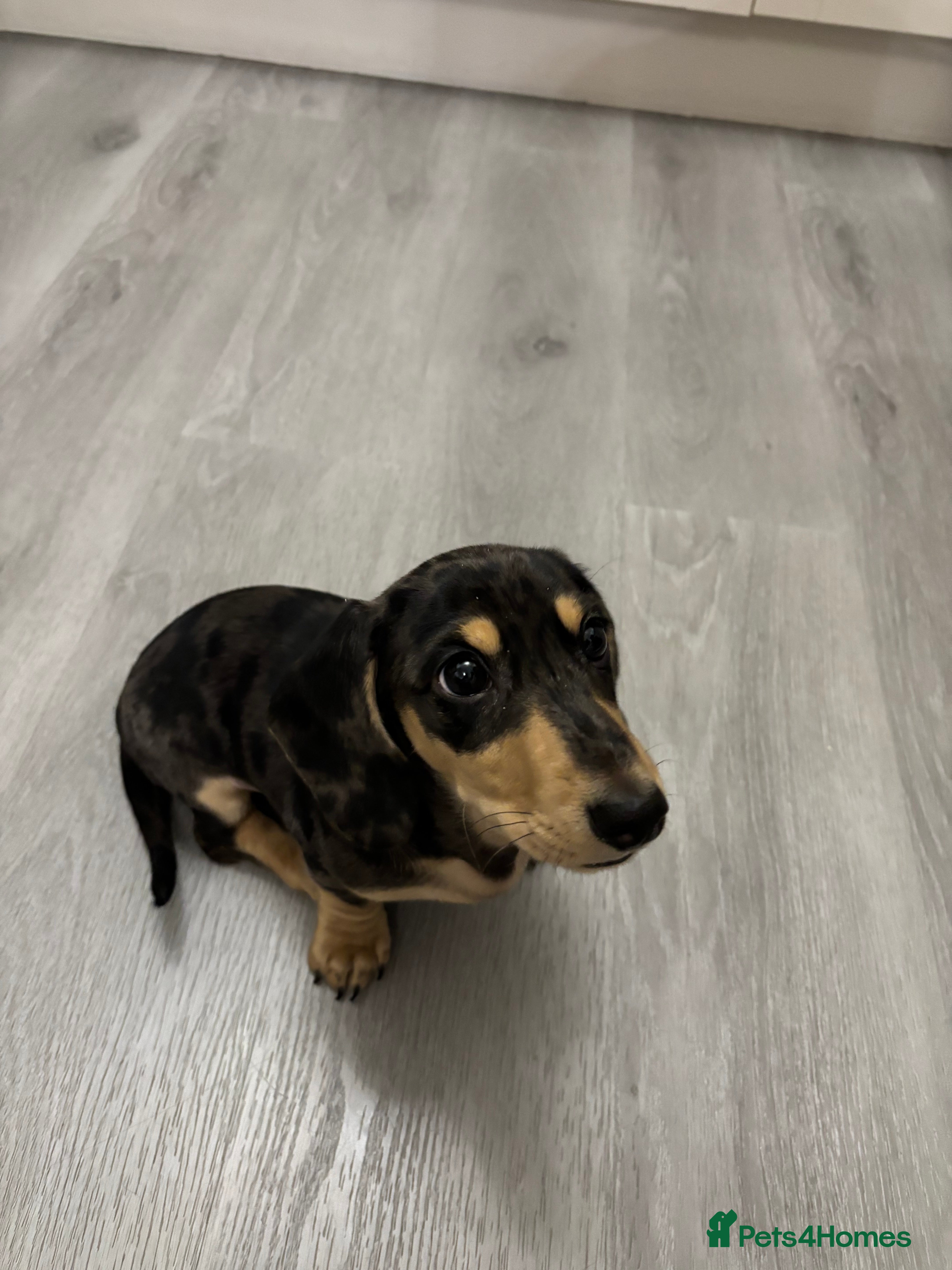 Miniature Dachshund dogs KC Registered Miniature dachshund  - Advert 13