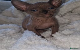 Sphynx cats for sale: Beautiful Canadian Sphynx kittens purebreed  - Image 19