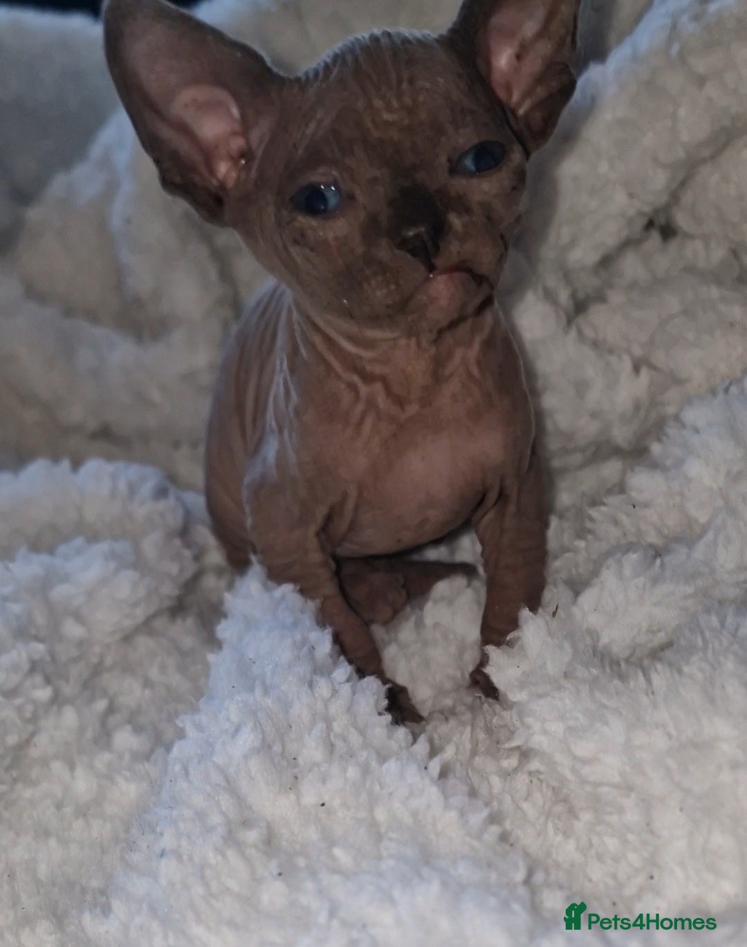 Sphynx cats for sale: Beautiful Canadian Sphynx kittens purebreed  - Image 19