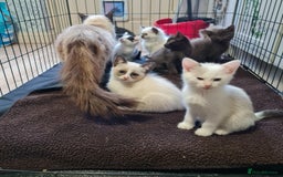 Ragdoll cats for sale: Ragdoll cross siamese kittens  - Image 1