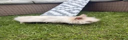 Lionhead rabbits for sale: Angora/lionhead rabbit  - Advert 4