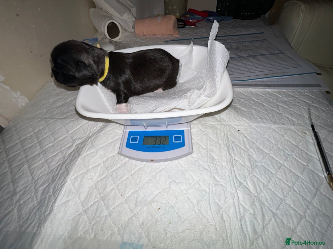 Lhasa Apso dogs for sale: KC Reg Lhasa Apso pups GPRA clear - Image 14