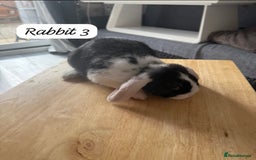 Mixed Breed rabbits for sale: Mixed breed - Image 7
