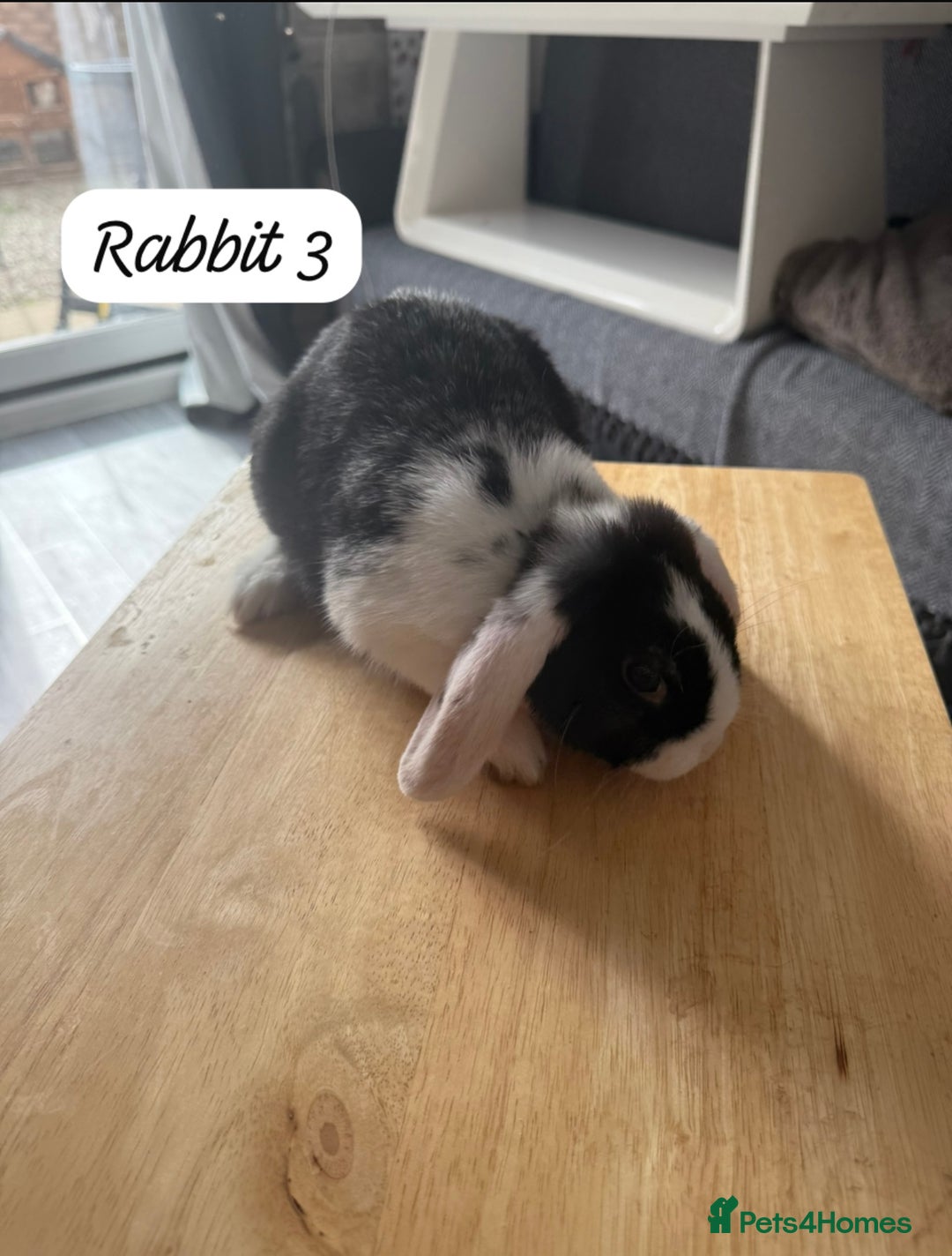 Mixed Breed rabbits for sale: Mixed breed - Image 7