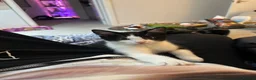 Ragdoll cats for sale: One Tabby and a Ragdoll  - Advert 9