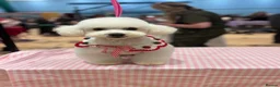 Poochon dogs for sale: Health tested poochons  - Advert 18