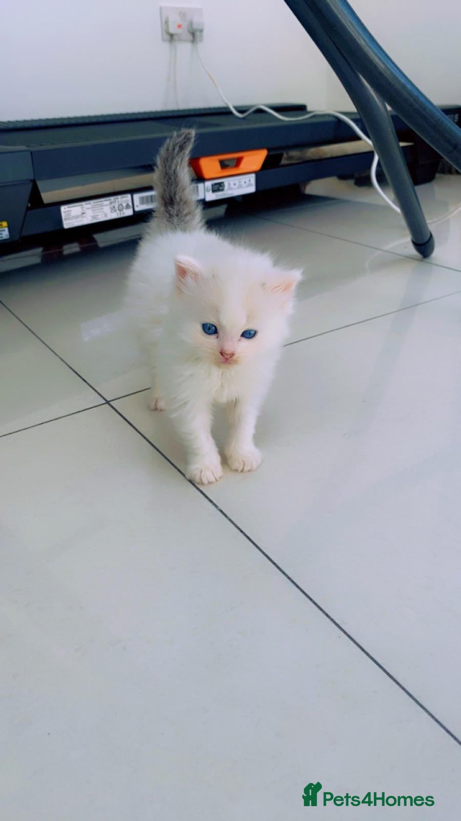 Ragdoll cats Pure Ragdoll Kittens Ready For Forever Homes - Advert 1