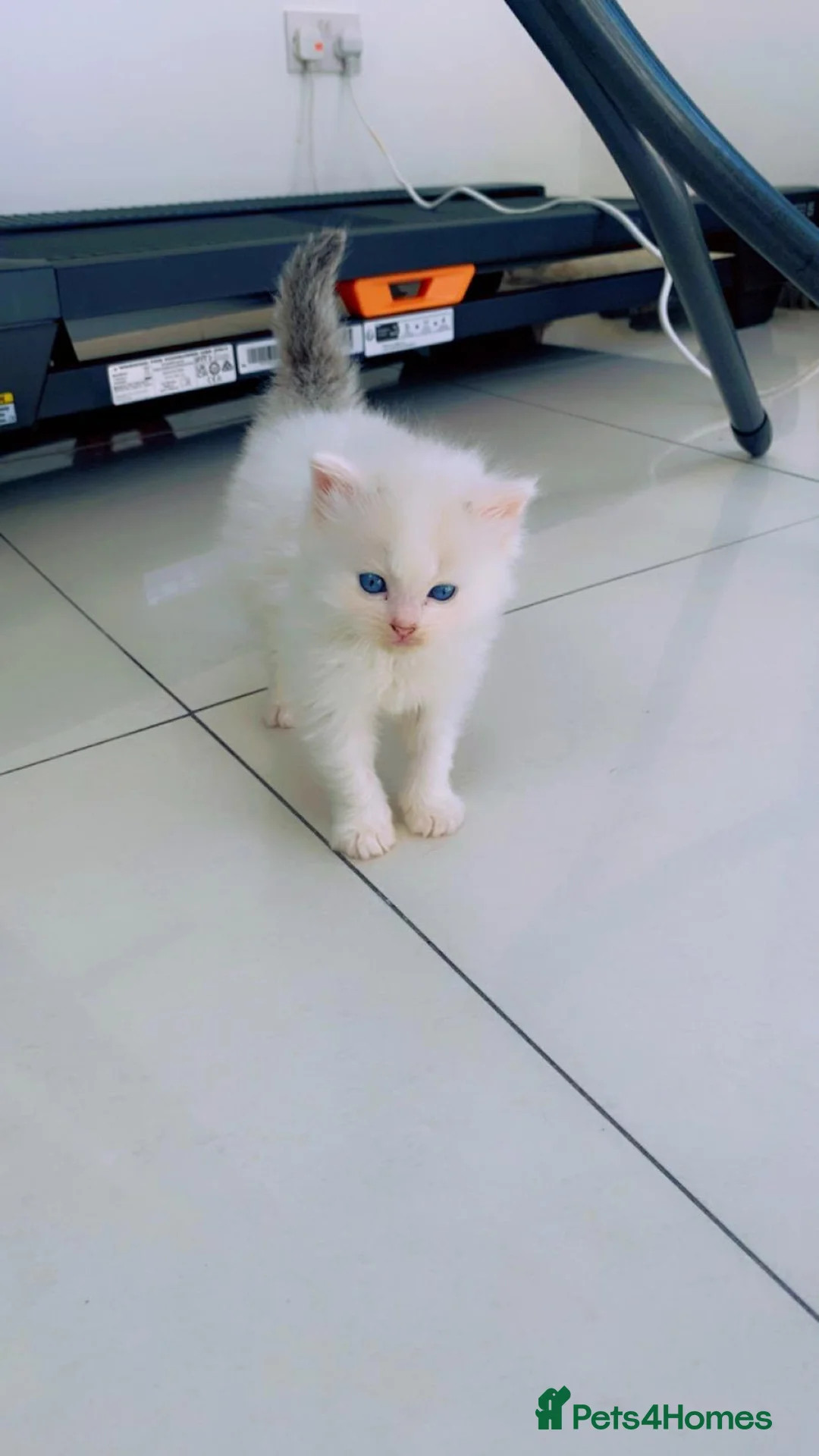 Ragdoll cats for sale: Pure Ragdoll Kittens Ready For Forever Homes in Ilford - Advert 1