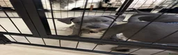 Staffordshire Bull Terrier dogs for sale: Blue Staffordshire bull terrier  - Advert 16