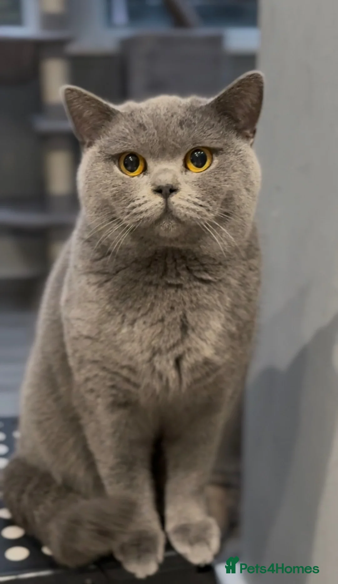 British Shorthair cats for sale: ACTIVE BRITISH SHORTHAIR PROVEN QUEEN - Advert 5